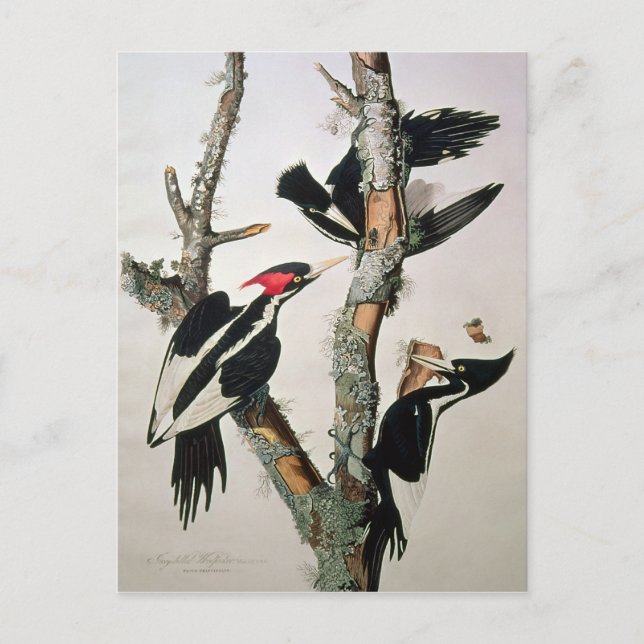Ivory-billed Woodpecker, from 'Birds of America' Postcard (Front)