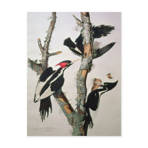 Ivory-billed Woodpecker, from 'Birds of America' Postcard