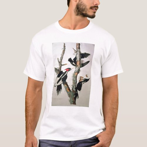 Ivory_billed Woodpecker from Birds of America T_Shirt