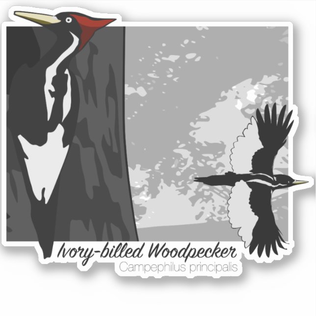 Ivory-billed Woodpecker Sticker (Front)