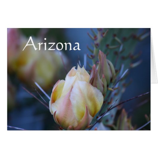 Ivory cactus flower, Arizona (Front Horizontal)