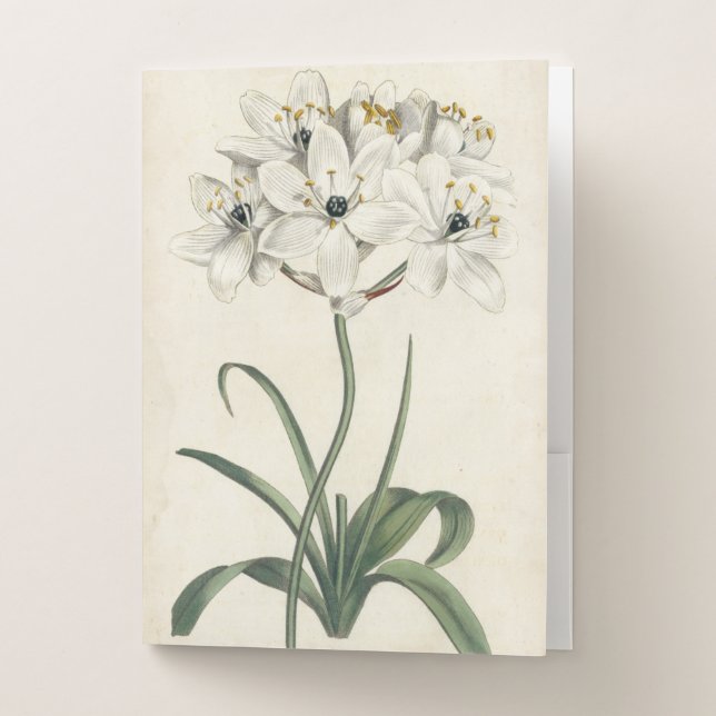Ivory Garden Pocket Folder (Front)
