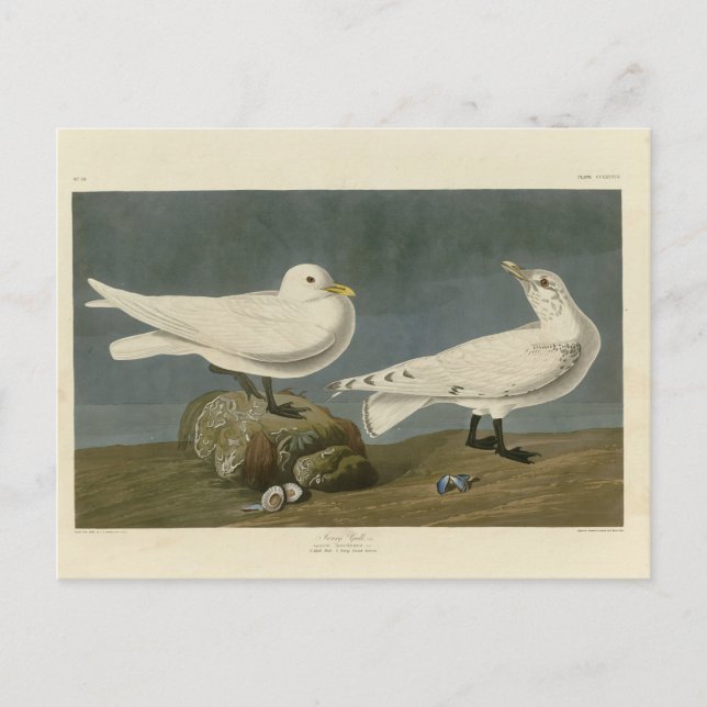 Ivory Gull - John James Audubon's Birds of America Postcard (Front)