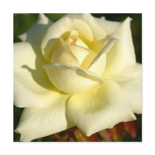Ivory Rose Invitation