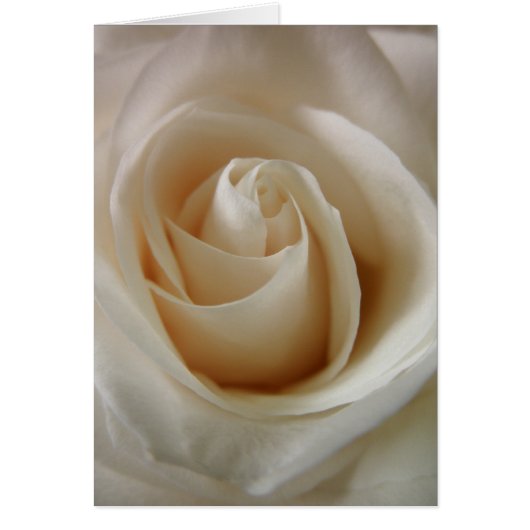 Ivory White Rose Flower Cards (Front)