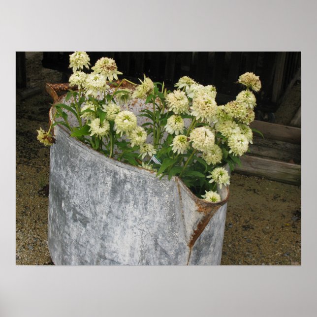 Ivory Zinnias Poster (Front)