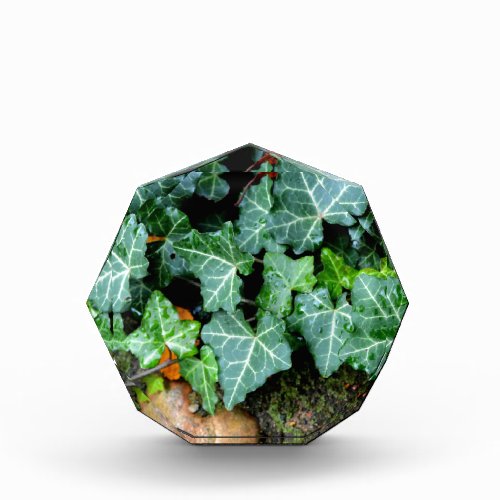 Ivy and field stone acrylic award