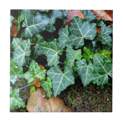 Ivy and field stone ceramic tile