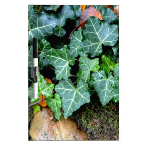 Ivy and field stone Dry_Erase board