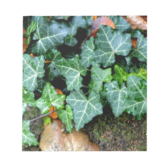 Ivy and field stone notepad (Front)