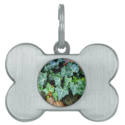 Ivy and field stone pet name tag