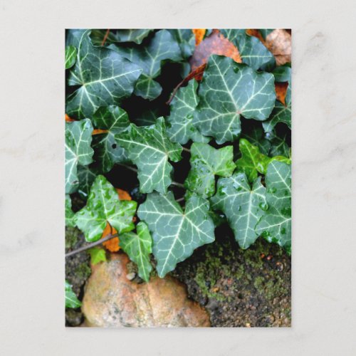 Ivy and field stone postcard