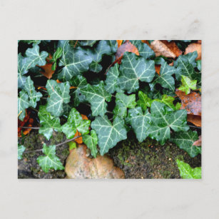 Ivy and field stone postcard