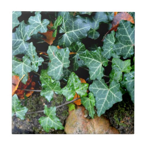 Ivy and field stone tile