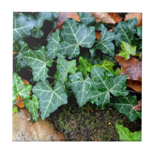 Ivy and field stone tile