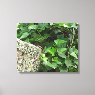 Ivy and Lichens - Martha's Vineyard Canvas Print