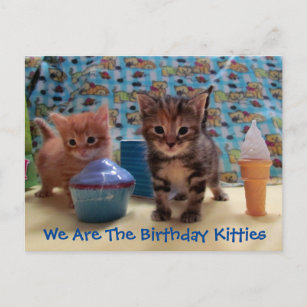 Ivy and Parker's Surprise - Cat Birthday Postcard