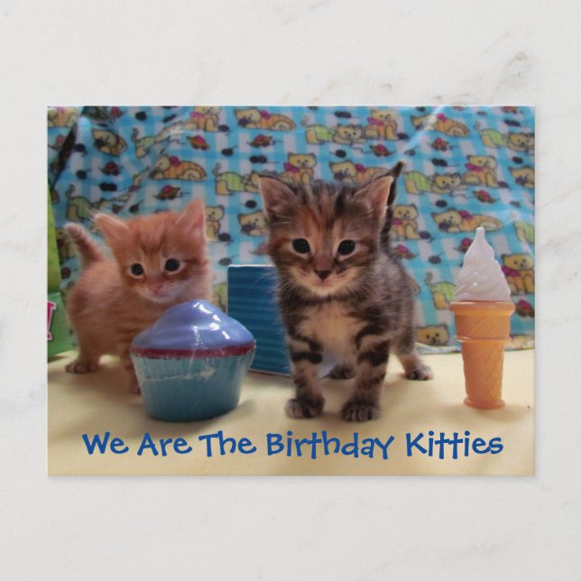 Ivy and Parker's Surprise - Cat Birthday Postcard (Front)
