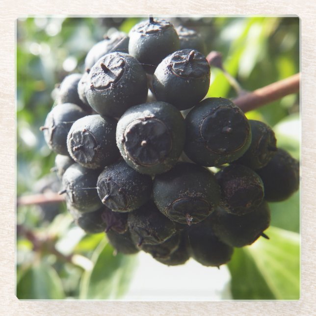 Ivy Berries Glass Coaster (Front)