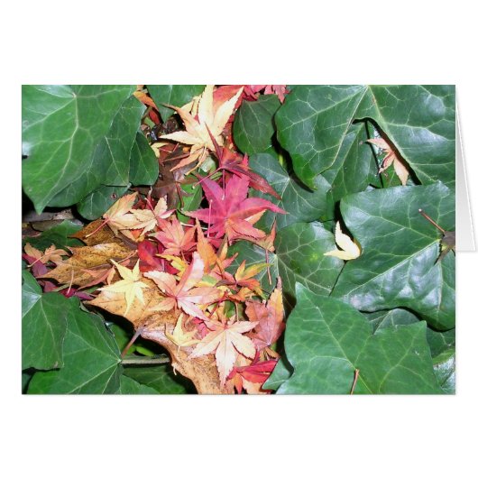 Ivy Cradling Maple Leaves Cards (Front Horizontal)