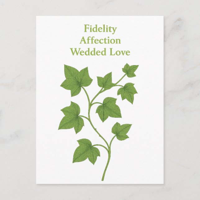 Ivy — Fidelity, affection, wedded love  Postcard (Front)