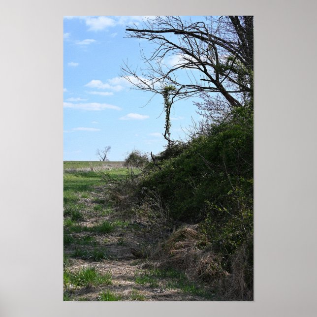 Ivy Hanging for Branches Poster (Front)