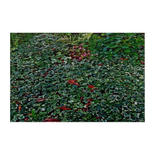 Ivy in park     acrylic print