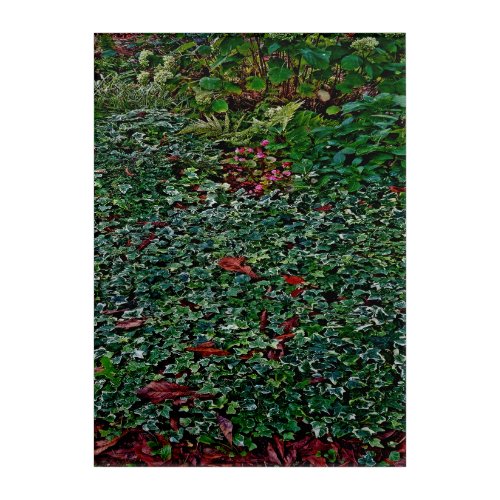 Ivy in park      acrylic print