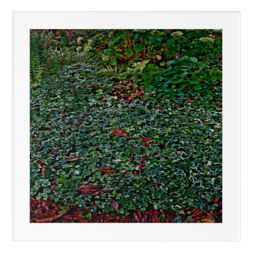 Ivy in park    acrylic print