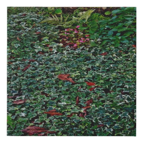 Ivy in park  faux canvas print