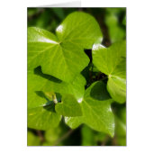 ivy in the sun (Front)