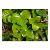 ivy in the sun (Front Horizontal)