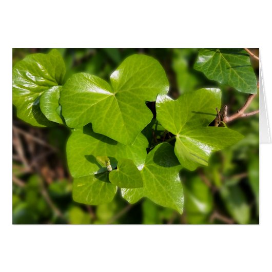 ivy in the sun (Front Horizontal)