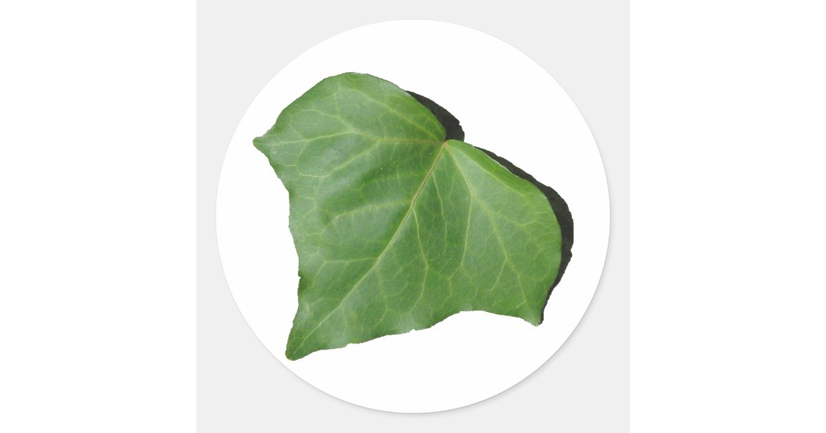 Ivy Leaf Classic Round Sticker | Zazzle