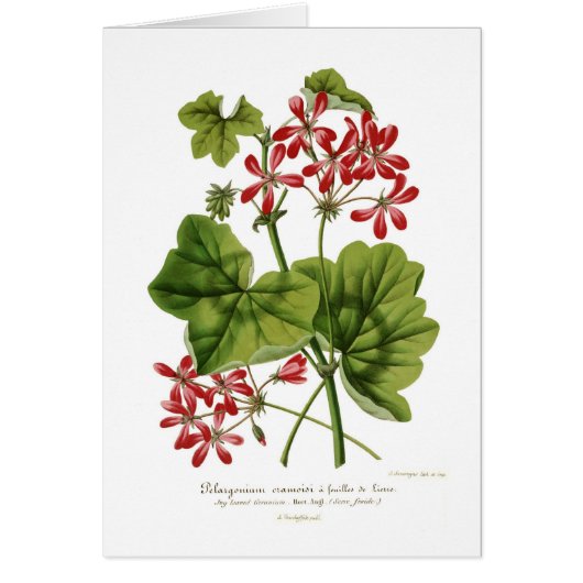 Ivy-leaf Geranium Cards (Front)