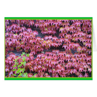 Ivy Leaques Cards