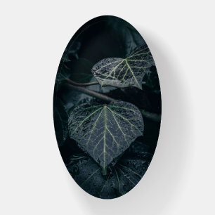 Ivy Nature Photo Paperweight