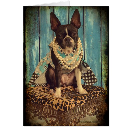 Ivy the Boston Terrier Cards (Front)