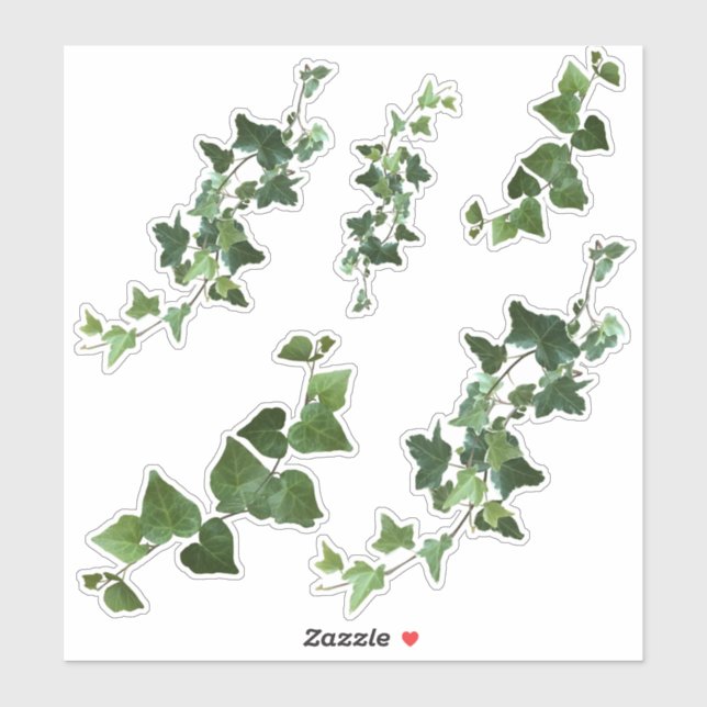 Ivy Variegated and English Ivy Vines and Leaves Sticker (Sheet)