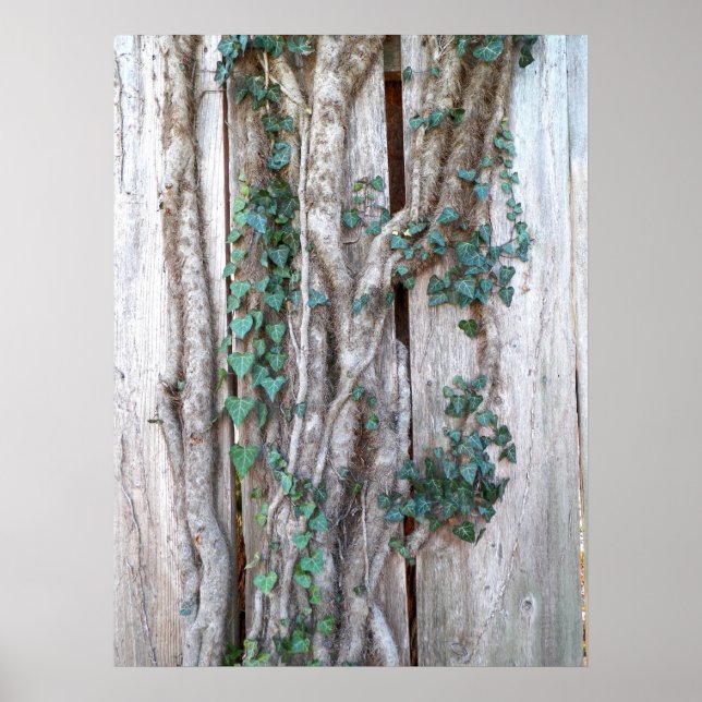 Ivy & Vines on Wood Fence Poster (Front)