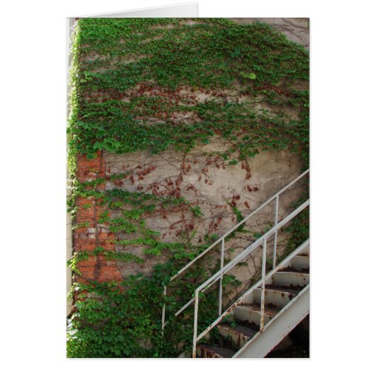 Ivy Vines, Stairs, Brick Wall Cards (Front)