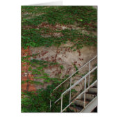 Ivy Vines, Stairs, Brick Wall, Washington, Iowa (Front)