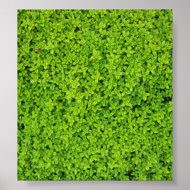 Ivy Wall Background Poster (Front)