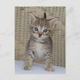 Ivy's Postcard