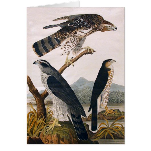 J.J. Audubon (Goshawk, Stanley Hawk) (1829) (Front)