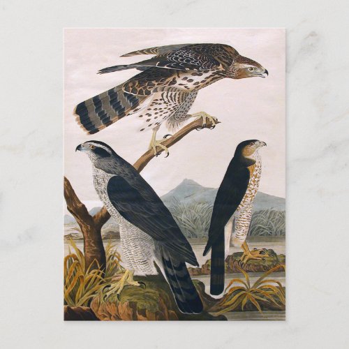 JJ Audubon Goshawk Stanley Hawk 1829 Postcard