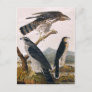 J.J. Audubon (Goshawk, Stanley Hawk) (1829) Postcard