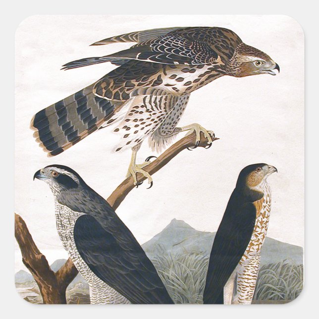 J.J. Audubon (Goshawk, Stanley Hawk) (1829) Square Sticker (Front)