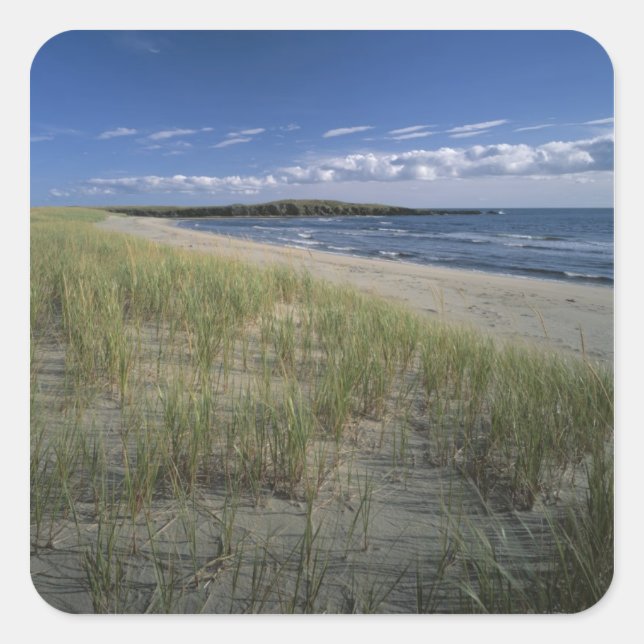 J.T. Chessman Provincial Park, Dune grass Square Sticker (Front)