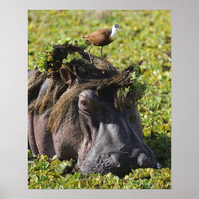 Jacana standing on hippo's (Hippopotamus Poster (Front)